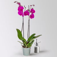 Phalaenopsis lila, 2 Rispen, Topf-Ø 12 cm, Höhe ca. 60 cm