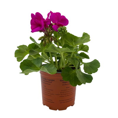 Geranie lila, stehend, Topf-Ø ca. 10,5 cm, 8 Pflanzen