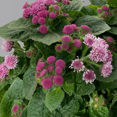 Leberbalsam rosa, Topf-Ø 12 cm, 6er-Set