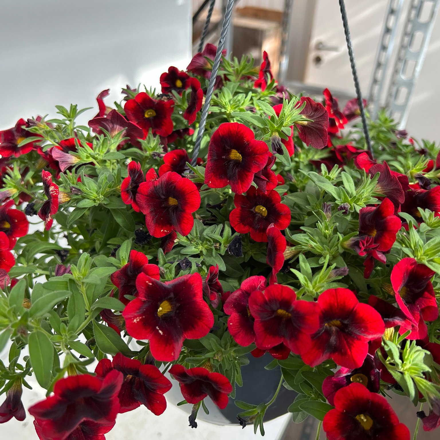 Zauberglöckchen 'Special Red Kiss', rot, Ampeltopf-Ø 27 cm Zauberglöckchen 'Special Red Kiss', rot, Ampeltopf-Ø 27 cm