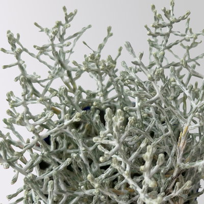 Silverland Mix Mini, silber-grau, Topf-Ø  7 cm, 12 Pflanzen