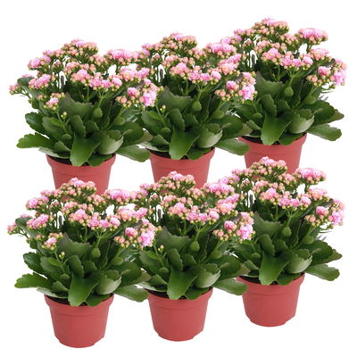 Kalanchoe 'Calandiva'®, rosa-weiß, Topf-Ø 12 cm, Höhe ca. 27,5 cm, 6er-Set