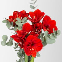 Schnittblumen-Mix aus 3 roten Amaryllis & 3 Eukalyptus