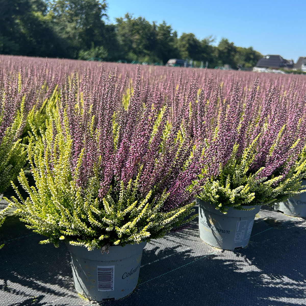 Calluna 'Colour Crown', zweifarbig, Topf-Ø 13 cm, 3 Pflanzen