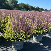 Calluna 'Colour Crown', zweifarbig, Topf-Ø 13 cm, 3 Pflanzen