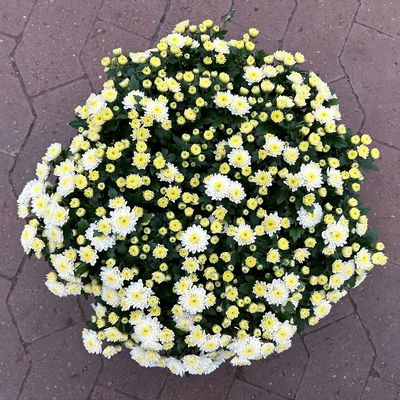 Chrysanthemen, weiß, Topf-Ø 14 cm, 4 Pflanzen Chrysanthemen, weiß, Topf-Ø 14 cm, 4 Pflanzen