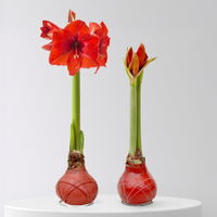 Amaryllis in Wachs, Dekor 'Herbst Mix', Farbe zufällig, Blüte rot, 2 Pflanzen