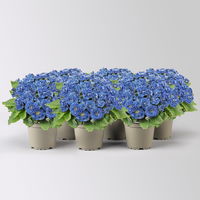 Primel 'Belarina Baltic Blue', blau, Topf-Ø 12 cm, 6 Pflanzen