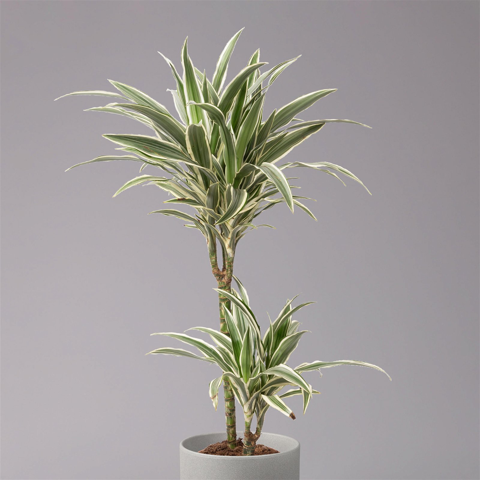 Duftender Drachenbaum 'White Stripe', Topf-Ø 19 cm, Höhe ca. 90 cm