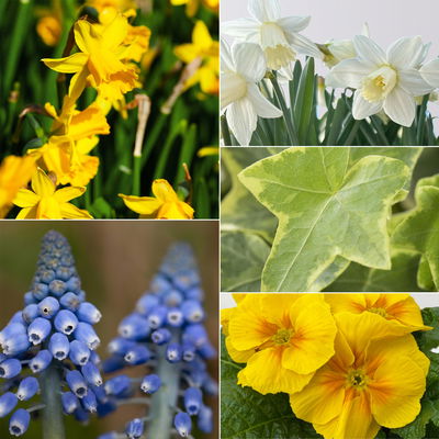 Pflanzenkreation Frühlingsgruß, 5 Pflanzen inkl. Erde & Dünger Pflanzenkreation Frühlingsgruß, 5 Pflanzen inkl. Erde & Dünger