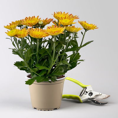 Chrysantheme 'Artistic Pomona', orange-gelb, Topf-Ø 14 cm, 4 Pflanzen Chrysantheme 'Artistic Pomona', orange-gelb, Topf-Ø 14 cm, 4 Pflanzen