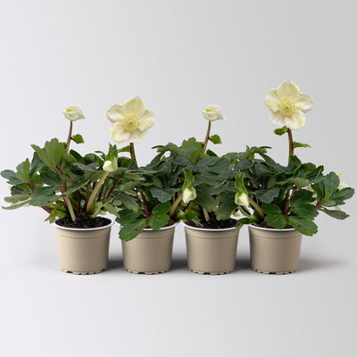 Christrose Mini, weiß, Topf-Ø 6 cm, 4 Pflanzen Christrose Mini, weiß, Topf-Ø 6 cm, 4 Pflanzen