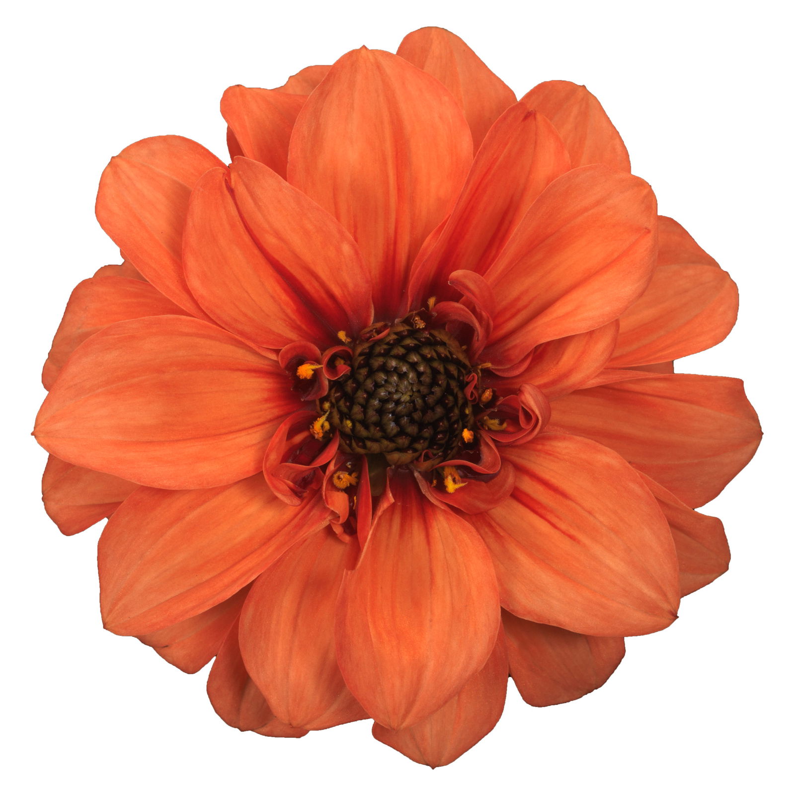 Dahlie, orange, gefüllt, dunkellaubig, Topf-Ø 22 cm