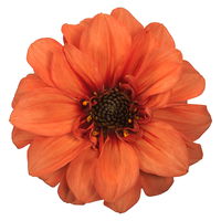 Dahlie, orange, gefüllt, dunkellaubig, Topf-Ø 22 cm