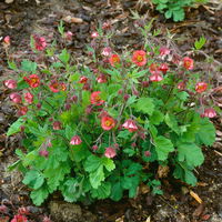 Bio Nelkenwurz 'Flame of Passion', hellrot, Topf-Ø 12 cm, 3 Pflanzen