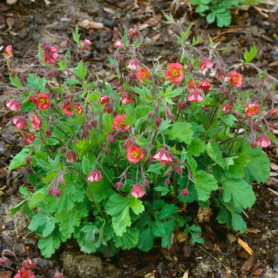 Bio Nelkenwurz 'Flame of Passion', hellrot, Topf-Ø 12 cm, 3 Pflanzen Bio Nelkenwurz 'Flame of Passion', hellrot, Topf-Ø 12 cm, 3 Pflanzen