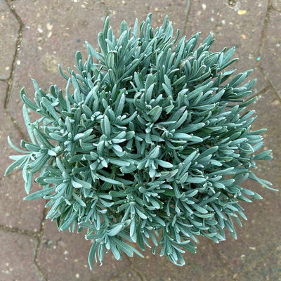 Lavendel, violett, Topf-Ø 14 cm, 4 Pflanzen