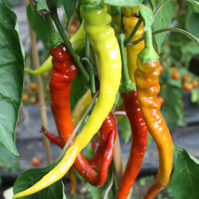 Blu Bio Chili 'Milder Spiral', Topf-Ø 12 cm, 3er Set