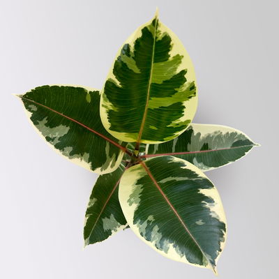 Gummibaum 'Tineke' in Keramiktopf Dallas weiß, Topf-Ø 17 cm, Höhe ca. 55 cm Gummibaum 'Tineke' in Keramiktopf Dallas weiß, Topf-Ø 17 cm, Höhe ca. 55 cm