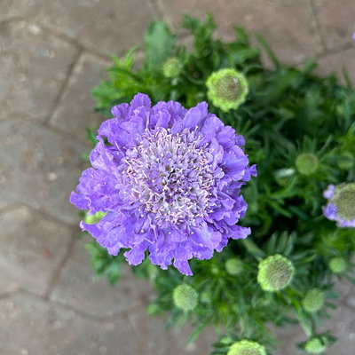 Taubenskabiose 'Mariposa Blue', blau, Topf-Ø 17 cm, 2 Pflanzen