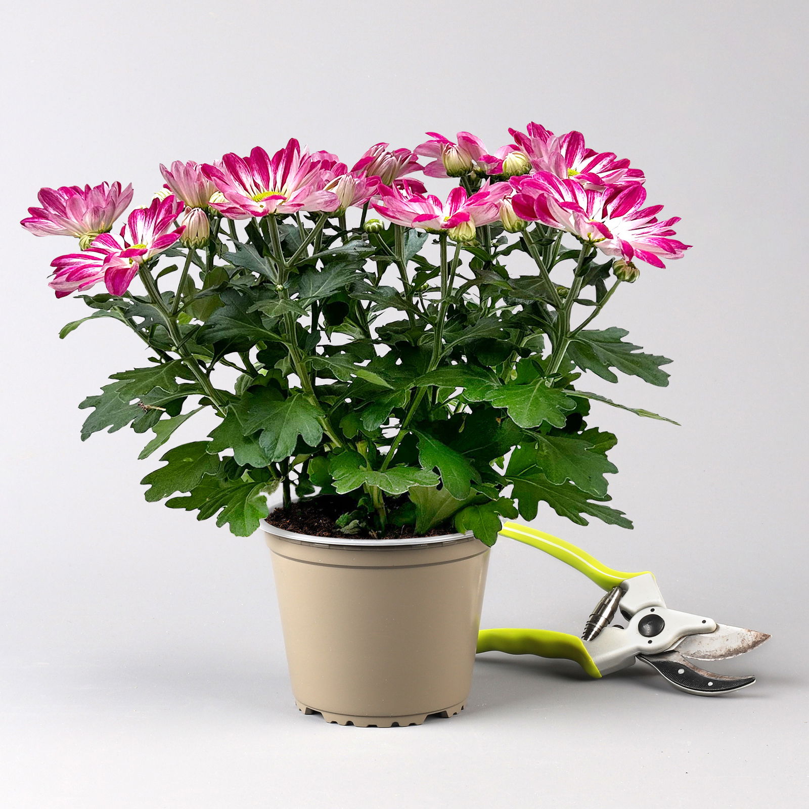 Chrysanthemen 'Rainbow Passion' pink-weiß, Topf-Ø 14 cm, 4 Pflanzen