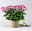 Chrysanthemen 'Rainbow Passion' pink-weiß, Topf-Ø 14 cm, 4 Pflanzen