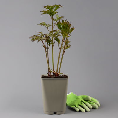 Pfingstrose 'Alexander Fleming' rosa, Topf 3 Liter Pfingstrose 'Alexander Fleming' rosa, Topf 3 Liter