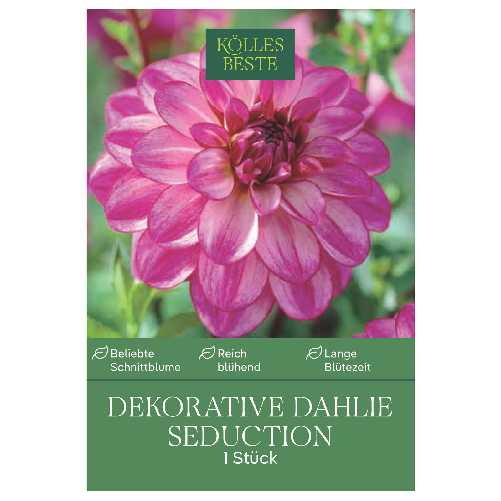 Kölles Beste Blumenknolle, Dekorative Dahlie 'Seduction'
