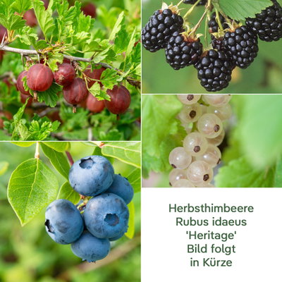 Naschgarten Beeren-Mix, 5er-Set, Höhe 35 cm, Topf 2 Liter Naschgarten Beeren-Mix, 5er-Set, Höhe 35 cm, Topf 2 Liter