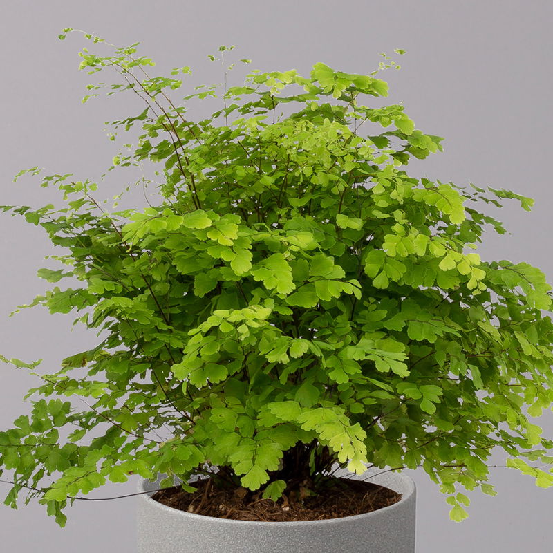 Frauenhaarfarn 'Fritz Lüthi', TopfØ 12 cm, Höhe ca. 23 cm, 3erSet kaufen