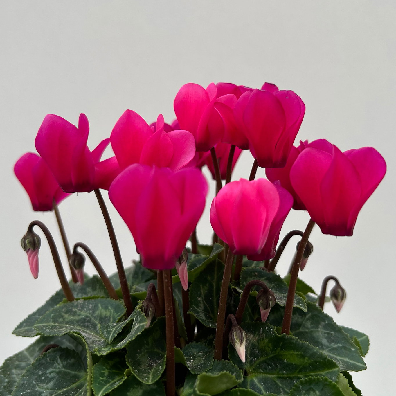 Alpenveilchen 'Outland', pink, Topf-Ø 10,5 cm, 6 Pflanzen Alpenveilchen 'Outland', pink, Topf-Ø 10,5 cm, 6 Pflanzen