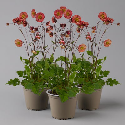 Bio Nelkenwurz 'Flame of Passion', hellrot, Topf-Ø 12 cm, 3 Pflanzen Bio Nelkenwurz 'Flame of Passion', hellrot, Topf-Ø 12 cm, 3 Pflanzen