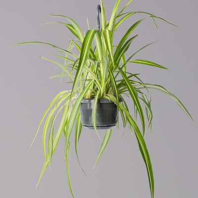 Grünlilie, in Blumenampel, Topf-Ø 14 cm, Höhe ca. 50 cm