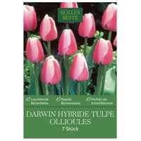 Kölles Beste Tulpe 'Ollioules', rosa, 7 Blumenzwiebeln Kölles Beste Tulpe 'Ollioules', rosa, 7 Blumenzwiebeln