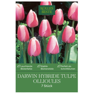 Kölles Beste Tulpe 'Ollioules', rosa, 7 Blumenzwiebeln Kölles Beste Tulpe 'Ollioules', rosa, 7 Blumenzwiebeln