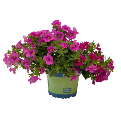 Zauberglöckchen 'Duo' rosa-pink, geschlundet & purpur, Topf-Ø 14 cm, 4 Pflanzen