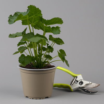 Stockrose, rosa, Topf-Ø 13 cm, 6 Pflanzen Stockrose, rosa, Topf-Ø 13 cm, 6 Pflanzen