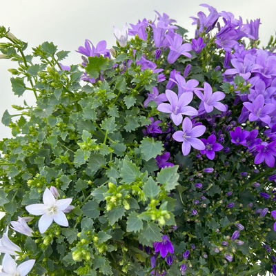 Glockenblume, 2-3 Farben zufällig, Topf-Ø 10,5 cm, 3 Pflanzen