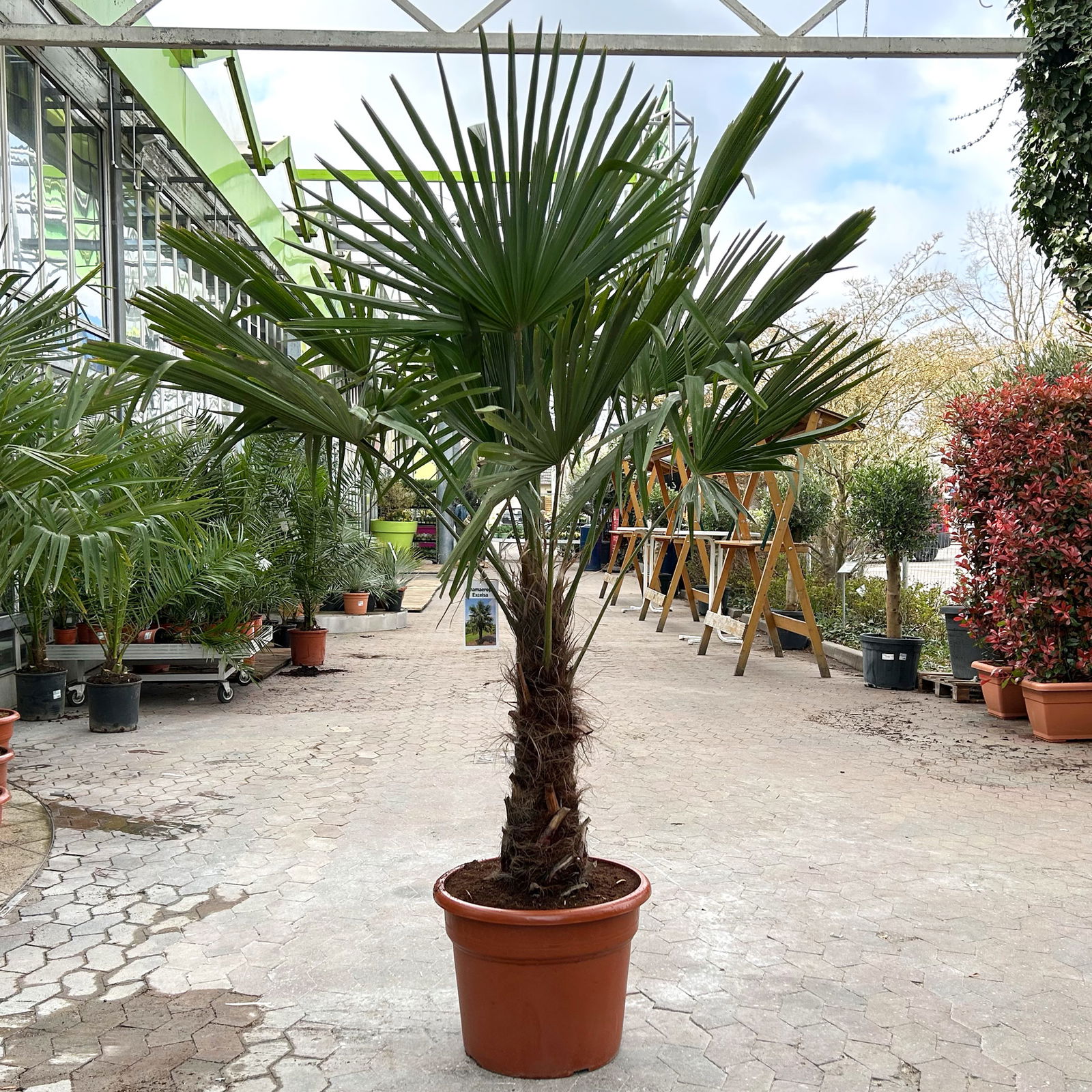 Hanfpalme, Stamm, Topf 35-45 Liter, Höhe ca. 180 cm