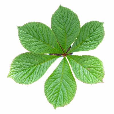 Schaublatt 'Rotlaub' cremeweiß, Topf 11x11 cm, 3 Pflanzen