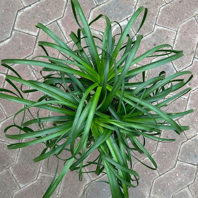 Elefantenfuß 'Mayapalme', Topf-Ø 19 cm, Höhe ca. 50 cm Elefantenfuß 'Mayapalme', Topf-Ø 19 cm, Höhe ca. 50 cm