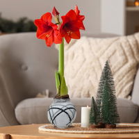 Amaryllis in Wachs, Dekor 'Supreme Mix' nach Verfügbarkeit, Blüte rot