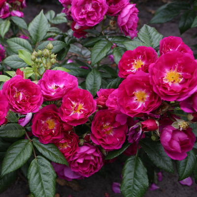 Ramblerrose 'Purple Siluetta'®, purpur-violett, Topf 5 Liter Ramblerrose 'Purple Siluetta'®, purpur-violett, Topf 5 Liter