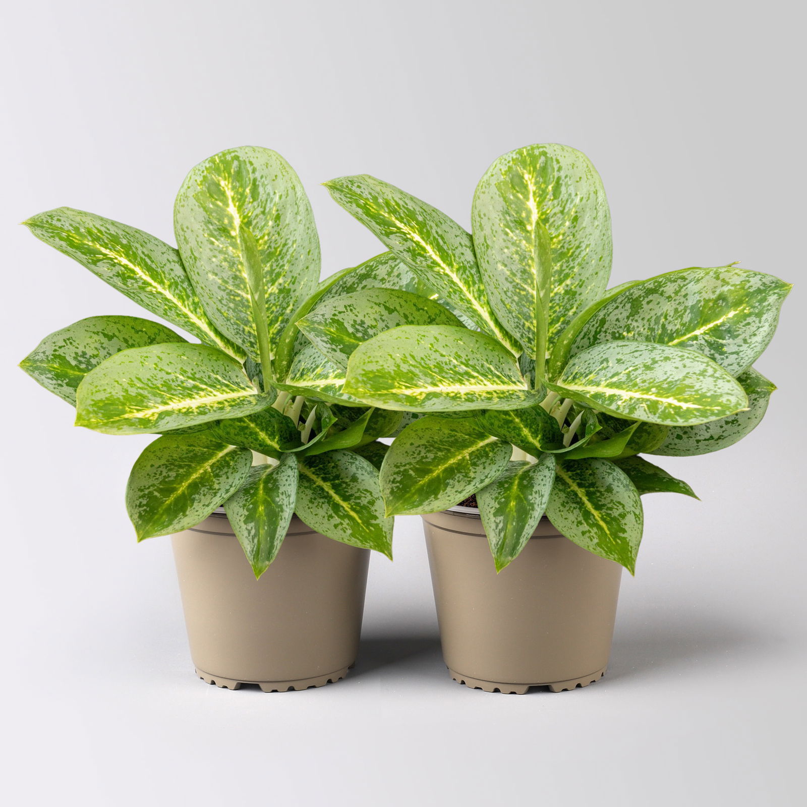 Aglaonema 'Lemon Mint', gelb-grün, Topf-Ø 12 cm, Höhe ca. 35 cm, 2 Pflanzen