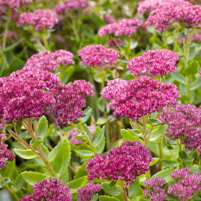 Hohe Fetthenne 'Herbstfreude', rosa, Topf-Ø 13 cm, 6er-Set