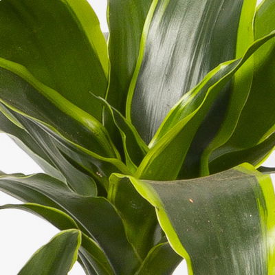 Duftender Drachenbaum 'Dorado', Topf-Ø 21 cm, Höhe ca. 100 cm