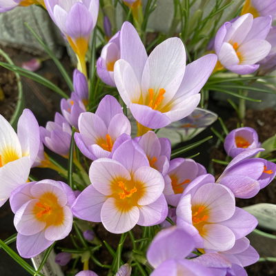 Wildkrokus, lila, Topf-Ø 10,5 cm, 6 Pflanzen