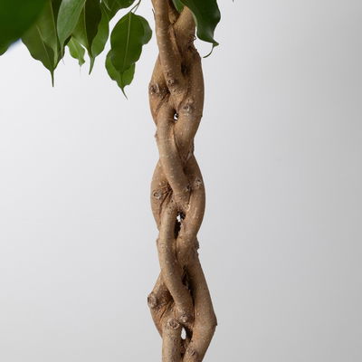 Birkenfeige, Topf-Ø 27 cm, Höhe ca. 100 cm, inkl. Bewässerungssystem mit Anzeige Birkenfeige, Topf-Ø 27 cm, Höhe ca. 100 cm, inkl. Bewässerungssystem mit Anzeige