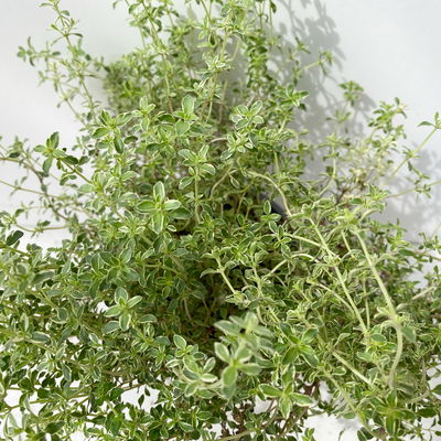 Bio Silberrand-Thymian, Topf-Ø 12cm Bio Silberrand-Thymian, Topf-Ø 12cm