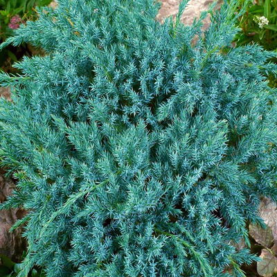 Blauer Teppichwacholder 'Blue Carpet', 10er-Set, Höhe 20-30 cm, Topf 2 Liter Blauer Teppichwacholder 'Blue Carpet', 10er-Set, Höhe 20-30 cm, Topf 2 Liter